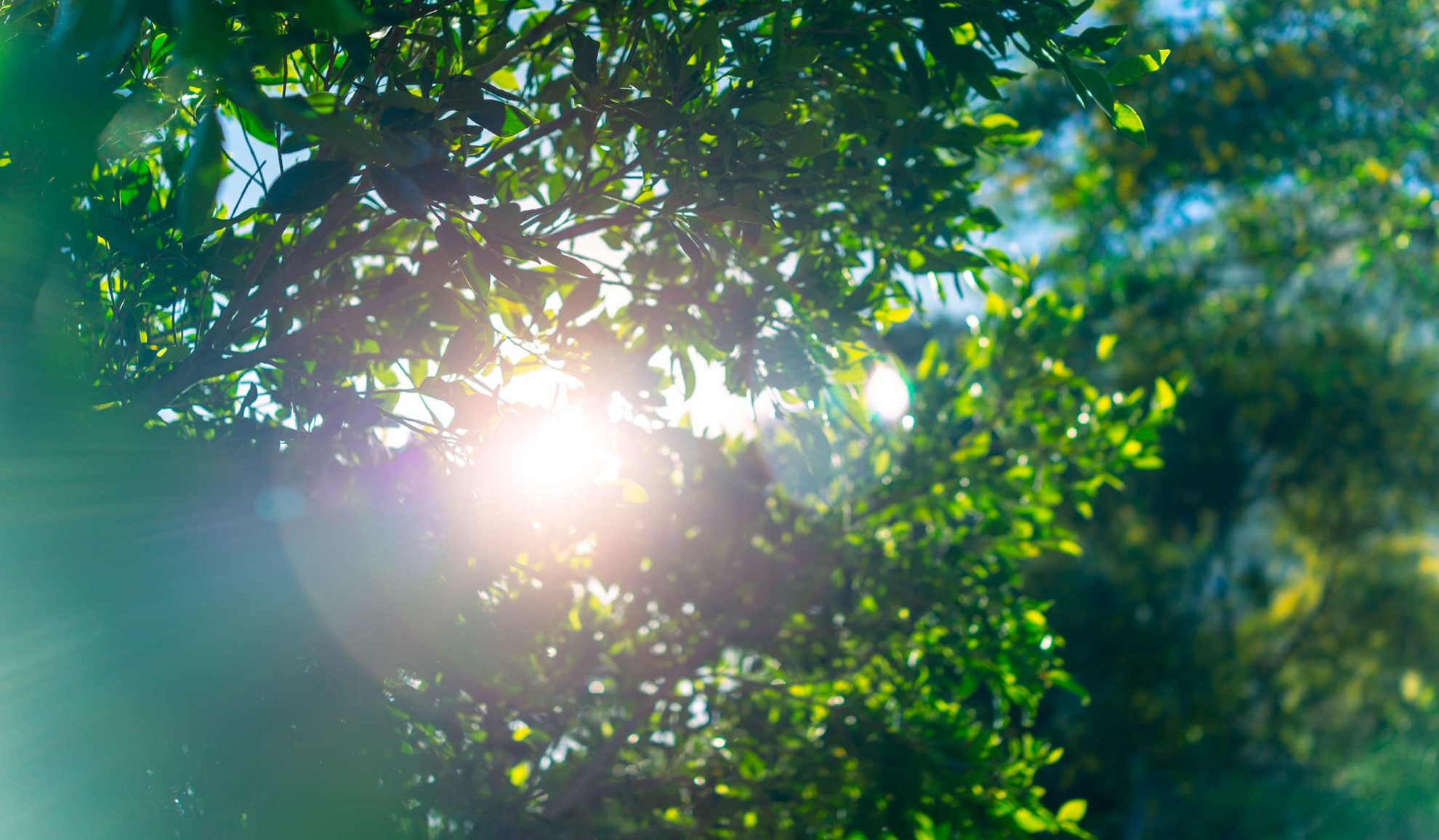 sun-shining-through-tree-branches-marietta-ga