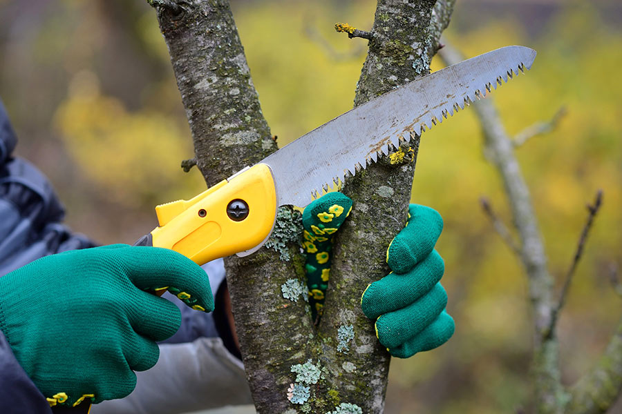 small-saw-knife-pruning-tree-marietta-ga