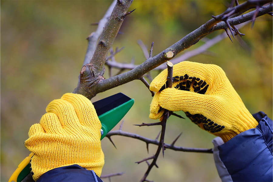 hands with gloves of gardener doing maintenance Sandy Springs GA