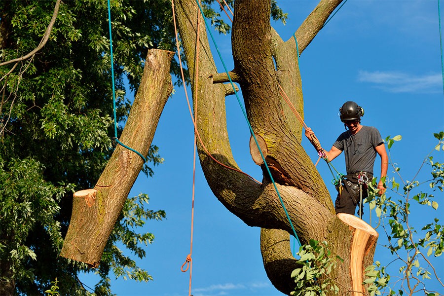 tree trimming services in Alpharetta GA