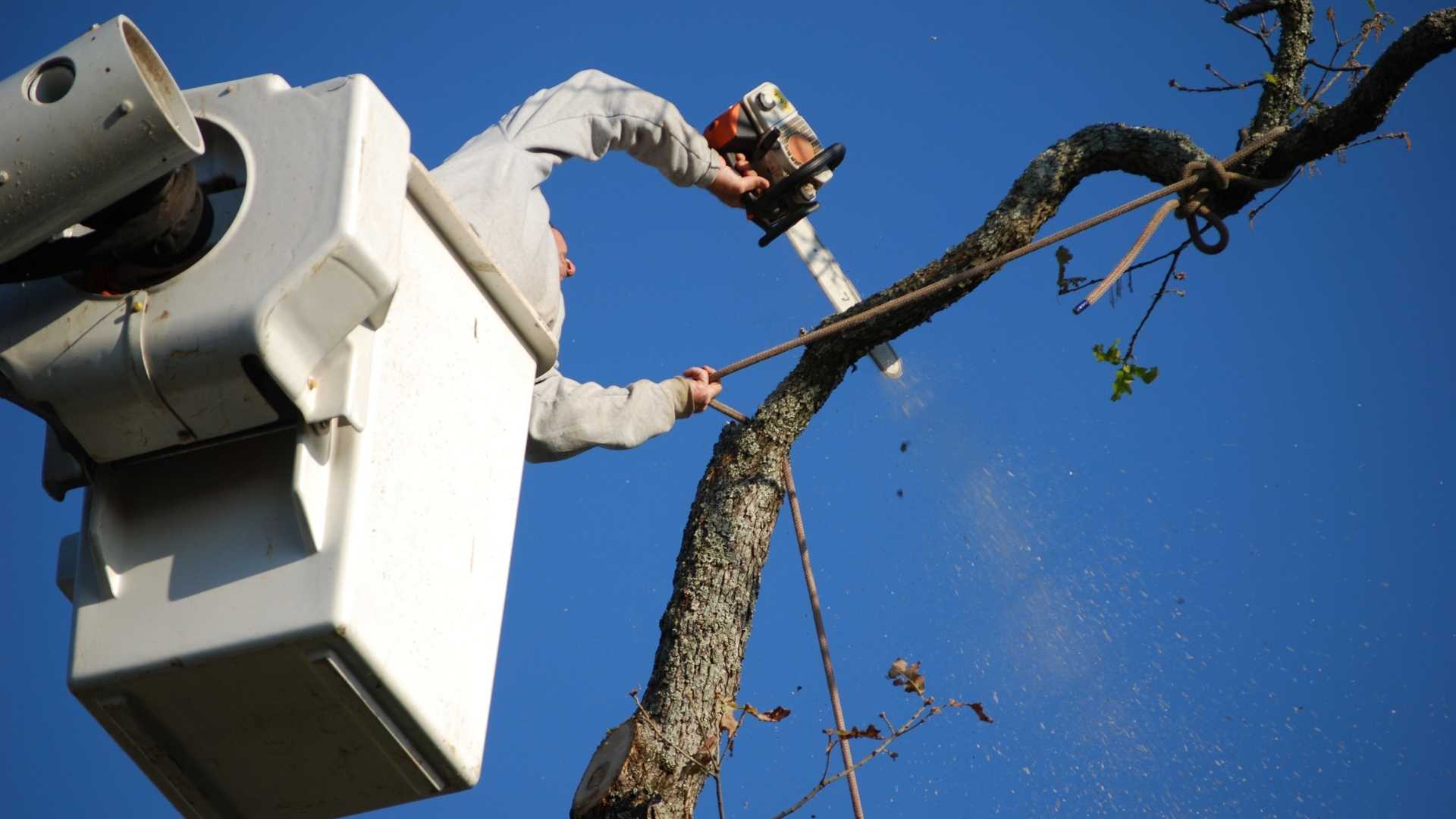 hero tree removal acworth ga