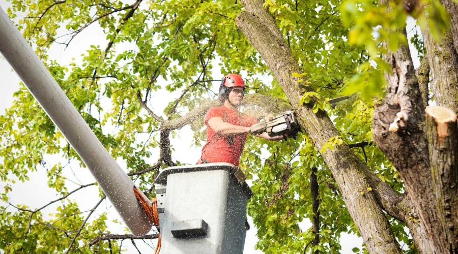 arborist doing a tree removal chattahoochee hills ga